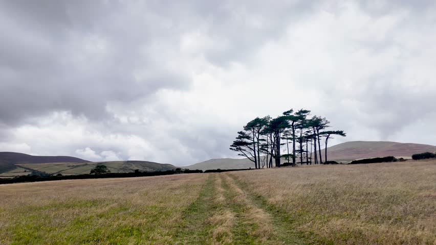 Grassy field path leading towards a group of pine trees on a cloudy day in Maughold