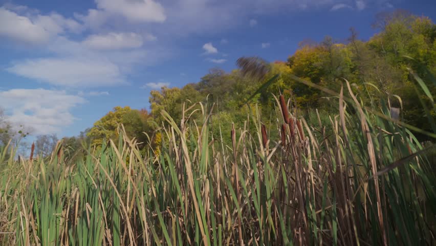 Natures Wetland marsh grasses sway in windy autumn rural landscape