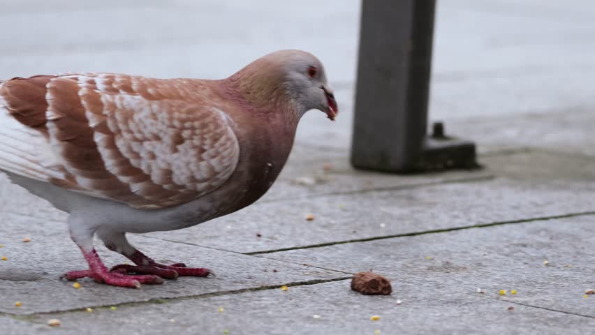 A brown rock pigeon pecks and struggles to eat scraps from the city street in Antwerp Belgium.