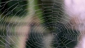 Backlit macro of a dew-laden spider web with subtle sun flares and creamy bokeh. Luminous, detailed, and soothing—great for intros, meditative visuals, or elegant nature backplates - Powered by Shutterstock - Get 15% off with code: PIKWIZARD15
