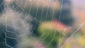 Close-up macro footage of a spider web covered in morning dew, glistening in golden hour light with soft bokeh. Calm, delicate, and ideal for nature, serenity, and mindfulness themes. - Powered by Shutterstock - Get 15% off with code: PIKWIZARD15