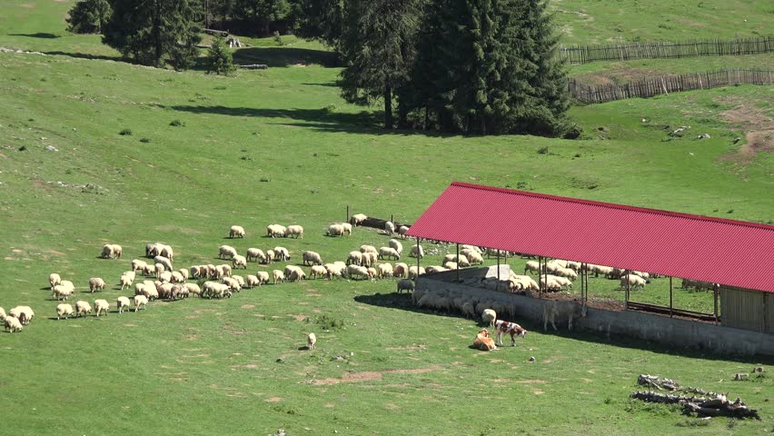 Sheep in Mountains, Farming, Herding Flock of Lambs, Goats Grazing Hill, Shepherd Domestic Animals, Pastoral View