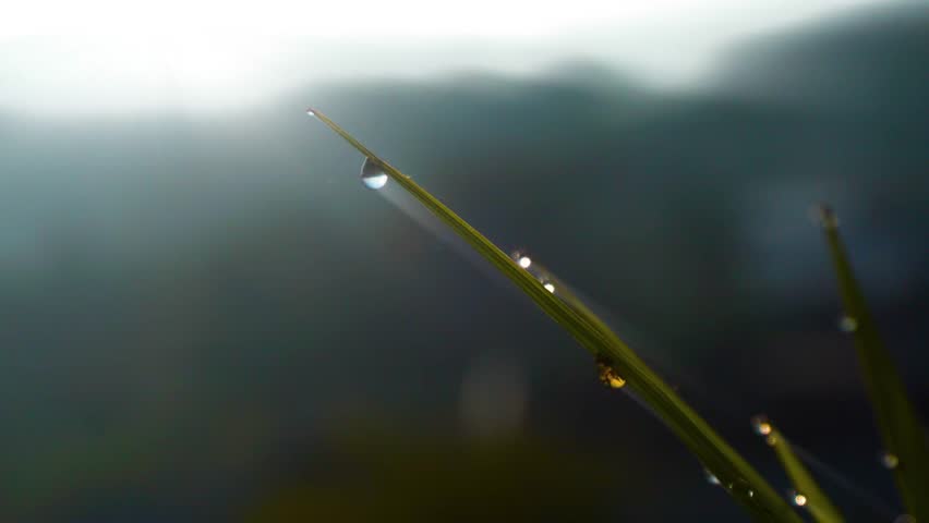 Morning Drop on Grass in Soft Sunlight. Sunrise scenery