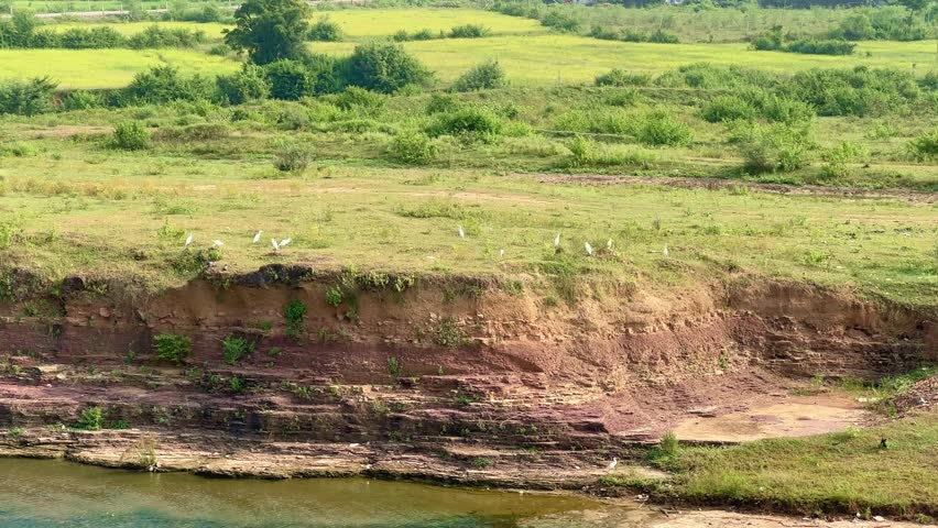 A peaceful static shot showing white egrets standing and walking along the green riverbank, with calm water flowing below and lush farmland stretching into the distance under clear daylight skies.
