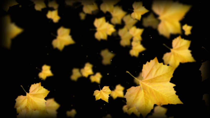 Animated Leaves.for Autumn and Fall. Stock Footage Video (100% Royalty