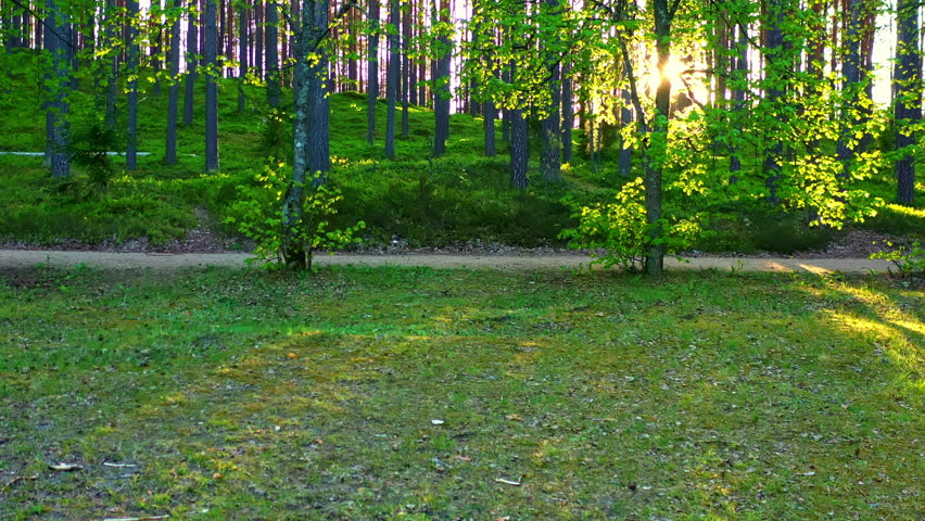 Bright Sun Shining Through The Trees In The Forest. - aerial ascend shot
