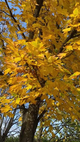 Beautiful Autumn. Leaves are swinging on the wind. Video. Bright yellow leaves on the tree on the blue sky background.