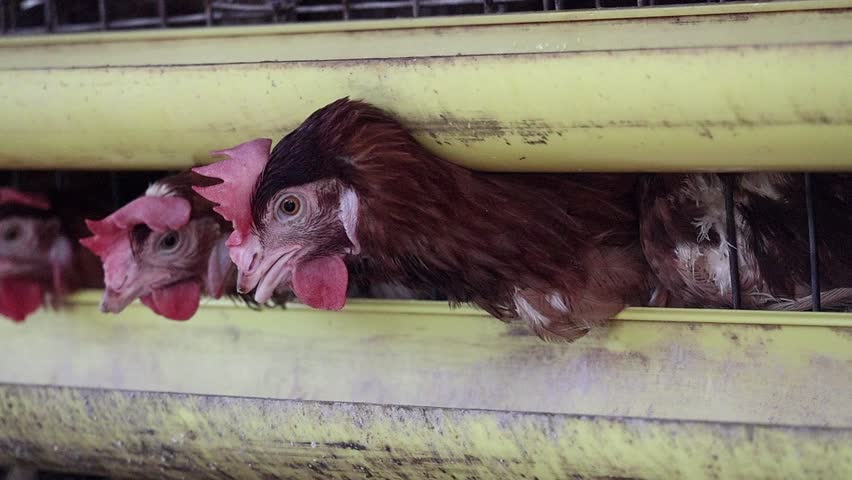 Portrait of a curious layer chicken with brown feathers on a domestic poultry farm, the hen