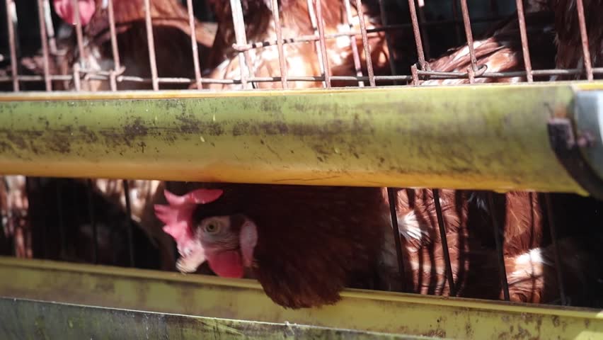 Close-up of a domesticated brown layer chicken
