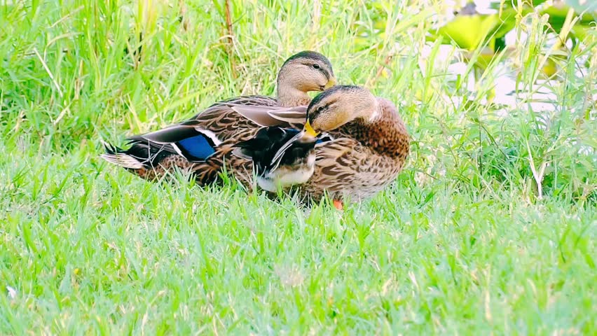 Two Mallard Ducks beside the lake on setting the other is walking on the grass