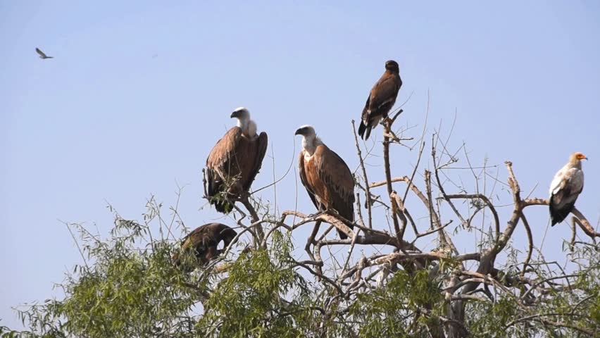 Vultures and eagle perched together on tree branch at Jorbeer Godhwala Conservation Reserve, Bikaner, Rajasthan. Indian wildlife scene, rare moment of different raptor species