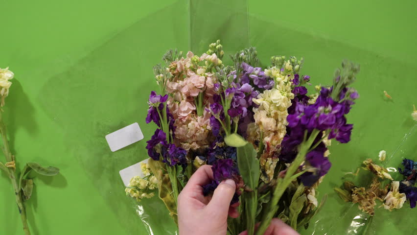 A hand reaches in and lifts a single purple stock flower from a multicolored group placed on a green surface. The flowers are spread out and partially wrapped in plastic.