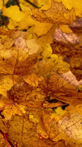brightly colored leaves slowly sway in the wind