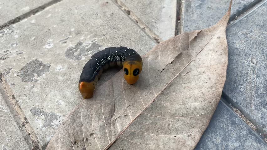 Black and Orange Caterpillar on Dry Leaf  Close-Up Macro Nature Shot