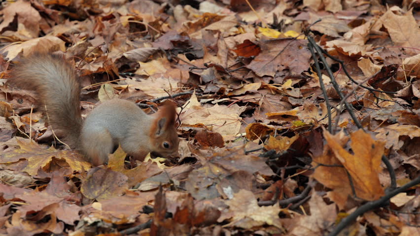 A squirrel is eating a nut. The squirrel is brown and white. The nut is in its mouth