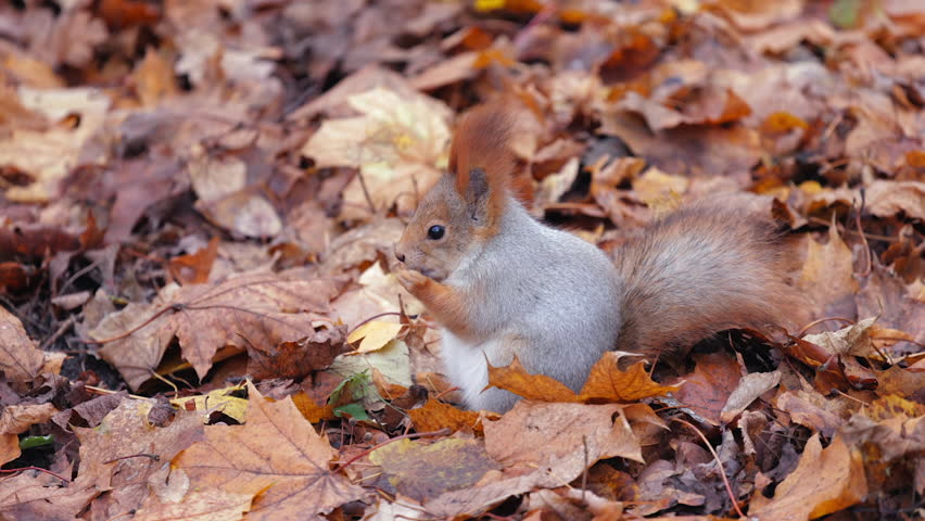 A squirrel is eating a nut. The squirrel is brown and white. The nut is in its mouth