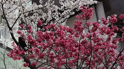 Red and white cherry blossoms in Tokyo