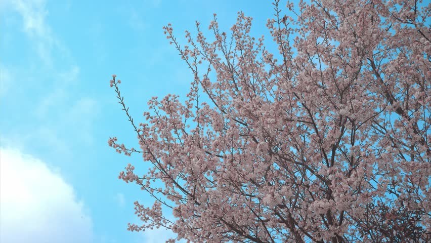 Beautiful cherry blossoms blooming against blue sky in Chongqing Yunguishan area, showcasing delicate pink flowers on tree branches during spring season.
