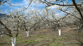 Beautiful white flowering fruit trees in full bloom during spring season in Chongqing, China, with white-painted trunks in organized orchard rows under blue sky - Powered by Shutterstock - Get 15% off with code: PIKWIZARD15