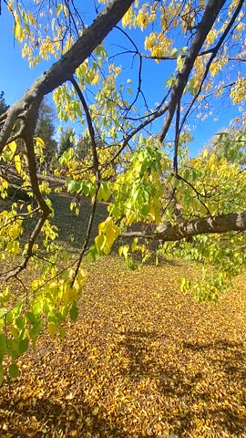Beautiful views of an autumn park with yellow leaves