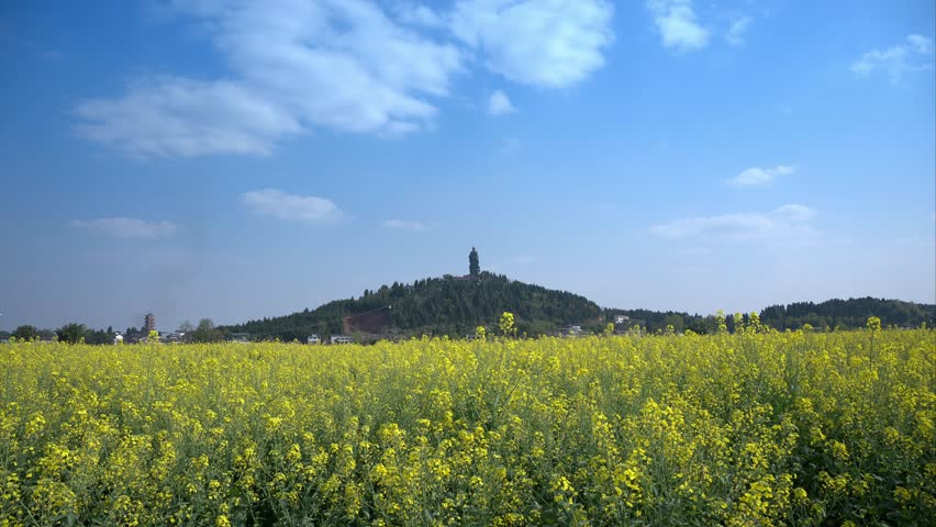 Beautiful yellow rapeseed flower field in Tongnan, Chongqing with traditional pagoda tower on hilltop under blue sky with white clouds in rural China landscape.