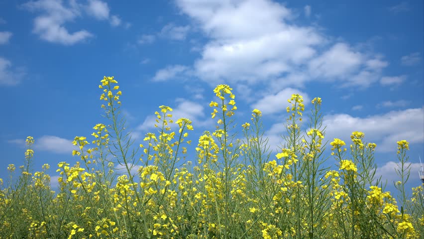 Vibrant yellow rapeseed flowers blooming in Tongnan, Chongqing under a brilliant blue sky with white clouds creating a stunning natural landscape scene.