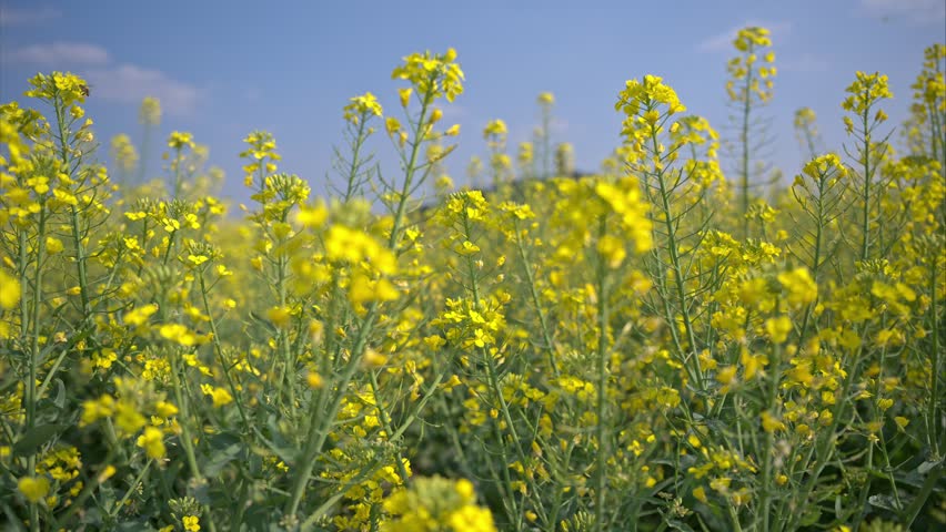 Vibrant yellow rapeseed flowers blooming in Tongnan, Chongqing under a beautiful blue sky with white clouds, creating a stunning natural landscape scene.