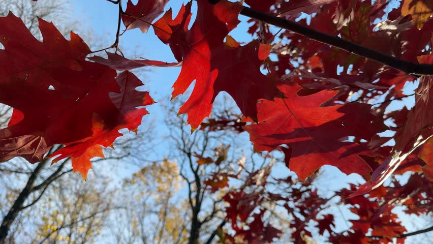 Autumn leaves of red oak tree.