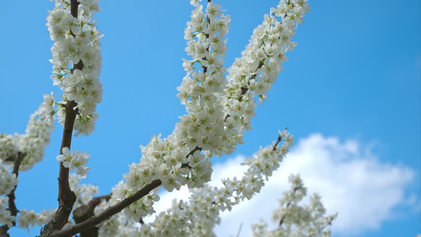 Pure white flowering tree branches against bright blue sky with fluffy clouds, captured in real nature shot with beautiful spring blossoms in full bloom.