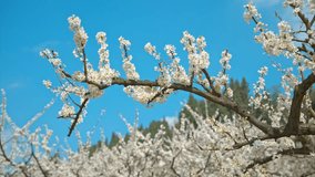 Beautiful white plum blossoms blooming against clear blue sky in Chongqing, China. Spring flowering tree branches create stunning natural display under bright daylight. - Powered by Shutterstock - Get 15% off with code: PIKWIZARD15