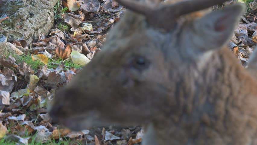 Fallow Deer (Dama dama) buck (male) male in extreme closeup, chewing the cud and looking at the camera. October, Kent, UK (Half speed)