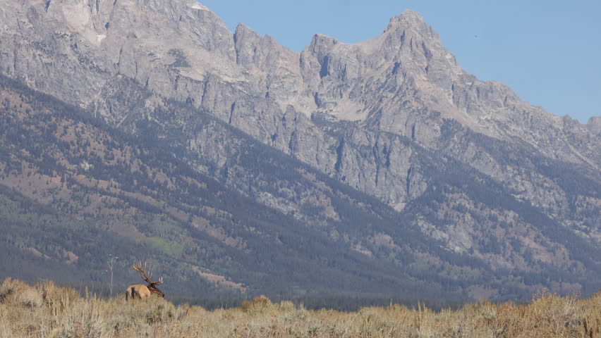 Bull Elk During the Rut in Grand Teton National Park Wyoming in Autumn