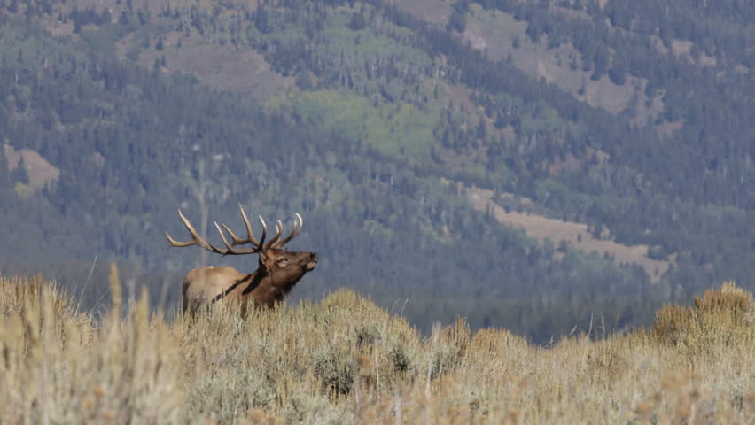 Bull Elk During the Rut in Grand Teton National Park Wyoming in Autumn