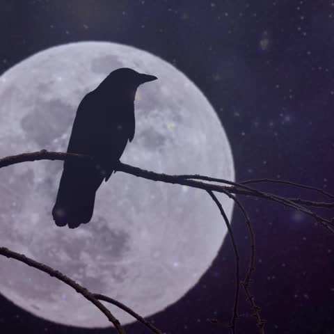 Silhouette of a Raven with Moon in the Background