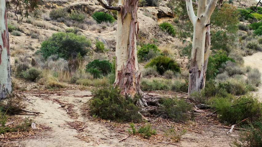 Eucalyptus tree in serene desert landscape with rocky hills
