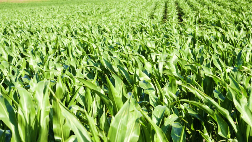 Fresh green corn leaves swaying gently in the breeze on a sunny day, showcasing a vibrant agricultural landscape in the countryside. The crops are growing in neat rows under the bright sun
