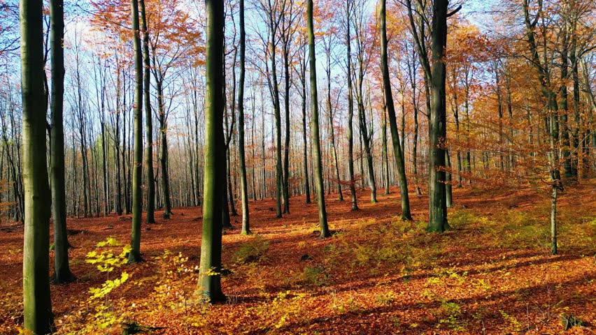 Drone film glides through a vibrant autumn forest, revealing a bird’s-eye view of golden treetops. The flight between tall trees captures the magic, color, and calm of the changing season.