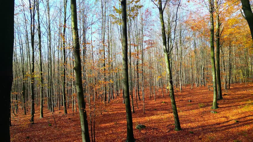 Drone film glides through a vibrant autumn forest, revealing a bird’s-eye view of golden treetops. The flight between tall trees captures the magic, color, and calm of the changing season.