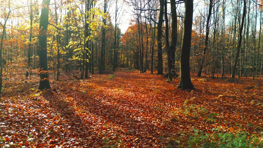 Drone film glides through a vibrant autumn forest, revealing a bird’s-eye view of golden treetops. The flight between tall trees captures the magic, color, and calm of the changing season.