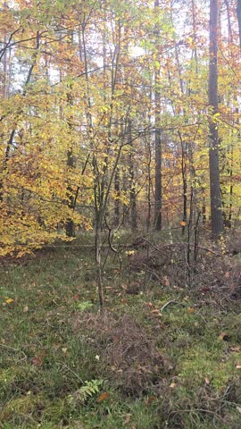 Looking up at very tall pine trees against a bright, cloudy sky, with hints of yellow and green autumn foliage in the dense forest below.