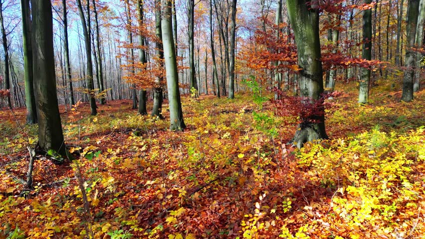 Drone film glides through a vibrant autumn forest, revealing a bird’s-eye view of golden treetops. The flight between tall trees captures the magic, color, and calm of the changing season.