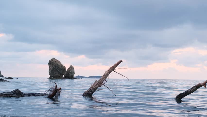 Tree trunk washed ashore moving with the waves on a cloudy day. Driftwood rocking in the waves. Driftwood swaying on the shore under a cloudy sky.