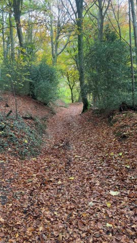 Falling Brown Leaves In Autumn Forest Pathway