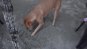 Dog digs a burrow in the sand to sleep - Powered by Shutterstock - Get 15% off with code: PIKWIZARD15