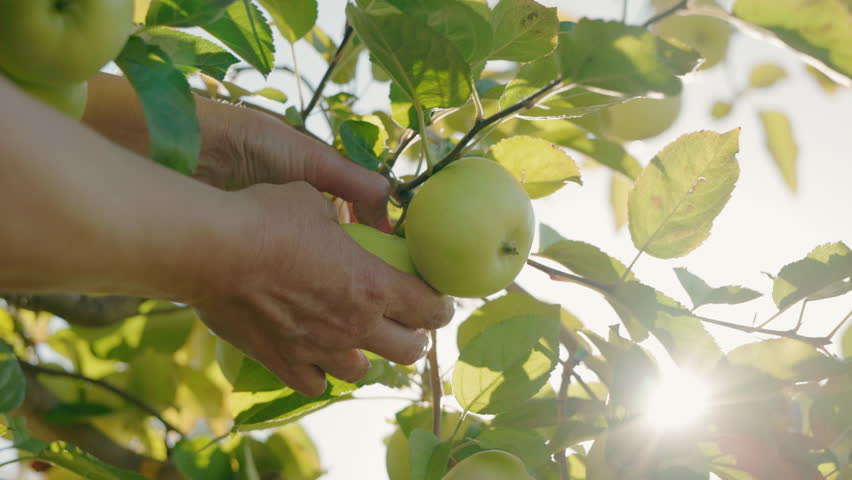 Hand gently picking a green apple from a sunlit tree branch in an orchard, symbolizing natural harvest, organic farming, and eco lifestyle. High quality 4k footage
