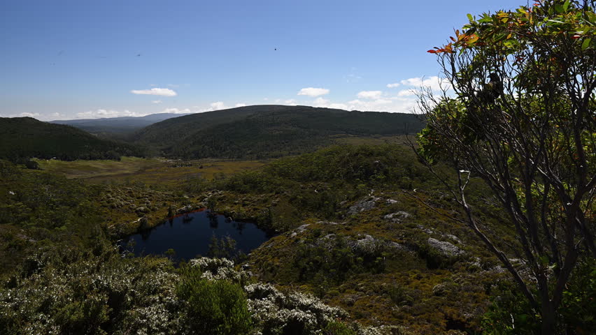 view over lake wombat pool with lush green vegetation of beautiful landscape cradle mountain in Tasmania, a popular travel destination for hiking and other outdoor activities in Australia.