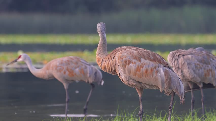 Flock of Sandhill crane birds along the lake shore in Michigan.