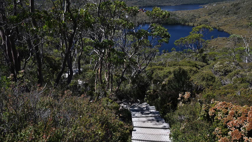 view over dove lake and forests and with lush green vegetation of beautiful landscape cradle mountain in Tasmania, a popular travel destination for hiking and other outdoor activities in Australia.