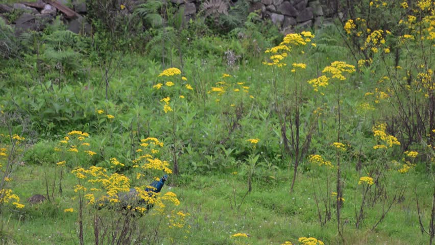 The vibrant colors of a peacock shine brightly in its natural habitat.
