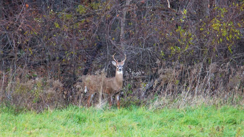Whitetail buck deer (odocoileus virginianus) standing on the edge of a field then walking out during rut in autumn in Wisconsin